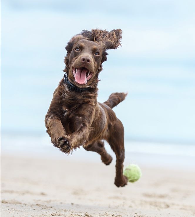 Joint Supplements for Dogs 